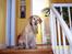 Labrador retriever Josie - Velkommen til min etage