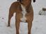 Blanding af racer TIMON "BULLROT"   R.I.P. - Vores smukke Timon