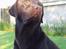 Labrador retriever Madumbjergs Magic Mas....