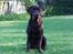 Labrador retriever Madumbjergs Magic Mas....