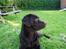 Labrador retriever Madumbjergs Magic Mas....