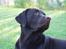 Labrador retriever Madumbjergs Magic Mas....