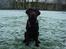Labrador retriever Madumbjergs Magic Mas....