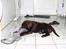 Labrador retriever Madumbjergs Magic Mas....