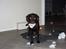 Labrador retriever Madumbjergs Magic Mas....