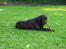 Labrador retriever Madumbjergs Magic Mas....