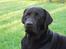 Labrador retriever Madumbjergs Magic Mas....
