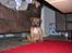 Blanding af racer TIMON "BULLROT"   R.I.P. - lille mig...