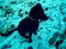 Labrador retriever Balu - død 25-08-06  - I sneen 6mdr