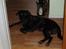 Labrador retriever Balu - død 25-08-06  - Ligger lige og slapper af. 11mdr