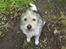Parson russell terrier Chili R.I.P-  <3 - Her er smukke Chili. <3 ( INGEN BILLEDER MÅ KOPIRES/BRUGES PÅ ANDRE SIDER UDEN LOV)