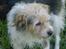 Parson russell terrier Chili R.I.P-  <3 - Elsker hende fat det dog!
