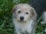 Parson russell terrier Chili R.I.P-  <3 - Elsker bare hendes hoved! Ja!! 