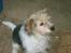 Parson russell terrier Chili R.I.P-  <3 - Nårhh