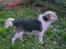 Parson russell terrier Chili R.I.P-  <3 - Smukke krop.