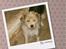 Parson russell terrier Chili R.I.P-  <3 - Hun har da et smukt hoved?