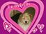 Parson russell terrier Chili R.I.P-  <3 - Elsker dig.