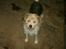 Parson russell terrier Chili R.I.P-  <3 - Smukke, dejlige osv.