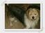 Parson russell terrier Chili R.I.P-  <3 - Dejlige Chili