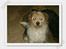 Parson russell terrier Chili R.I.P-  <3 - Smukke Chili