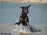 Dobermann *¤*Grace/Chica*¤* R.I.P. - 17/7-2007