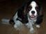 Cavalier king charles spaniel Ziggy 