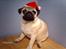 Mops Albert, Næstved - Årets julebillede... :-P