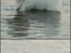 Coton de tulear Valde