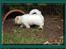 Coton de tulear Valde