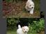 Coton de tulear Valde
