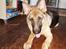 Schæferhund Maegaard's Falco R.I.P - Falco 8 mdr
