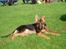 Schæferhund Maegaard's Falco R.I.P - Falco til HAS 2006