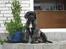 Mastiff engelsk mastiff Hogan - jeg er kongen