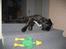 Mastiff engelsk mastiff Hogan