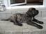 Mastiff engelsk mastiff Hogan