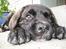 Mastiff engelsk mastiff Hogan
