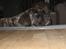 Mastiff engelsk mastiff Hogan - total afslapning