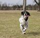 Engelsk setter Donna 1995-2009