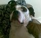 Amerikansk staffordshire terrier Tulle (Ulla)