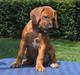 Rhodesian ridgeback Diata