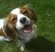 Cavalier king charles spaniel Maggie