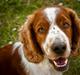 Welsh springer spaniel Monty