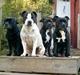 Staffordshire bull terrier Little Frogs