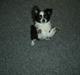 Chihuahua Futte <3 