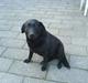 Labrador retriever Tulle (DØD) :-(