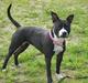 Amerikansk staffordshire terrier - Chili