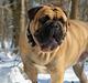 Olde victorian bulldogge Bamsen Albert