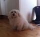 Bichon havanais swiffer