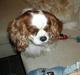 Cavalier king charles spaniel osker† død † - savnet!