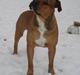 Blanding af racer TIMON "BULLROT"   R.I.P.